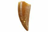 Serrated, Raptor Tooth - Real Dinosaur Tooth #186105-1